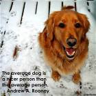 Avg Dog