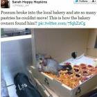 Awesome Possum