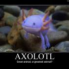 Axolotl