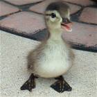 Baby Duckie