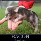 Bacon