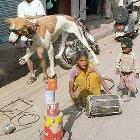 Balancing Dog
