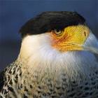 Bald Eagle Wait What