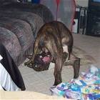 Ball Biter