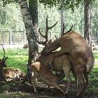 Bambi
