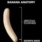 Banana Anatomy