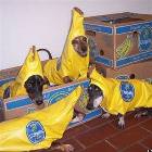 Banana Dogs