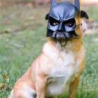Batdog