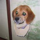 Beagle Head