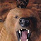 Bear Skin Dog