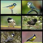 Beautiful Tit Selection