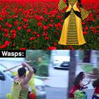 Bees Vs Wasps