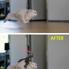 Before And After Cat