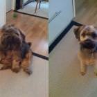 Before And After Haircut