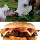 Best Friends Forever