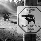 Beware Of The Dog