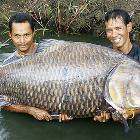 Big Fish