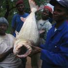 Big Fish