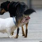 Big Sniff
