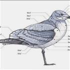 Bird Anatomy