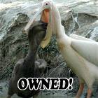 Bird Being Owned