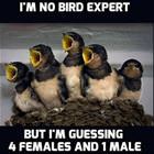Bird Expert
