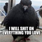 Bird Means Business