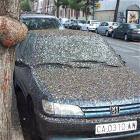 Bird Shit