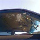 Bird Was Here
