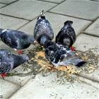 Birds Are Hungry