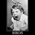 Birds Are Scary