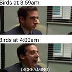 Birds At 4am
