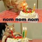 Birthday Cat