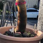 Blooming Nicely