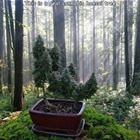 Bonsai
