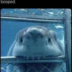 Boop My Nose
