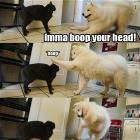 Boop