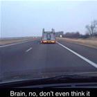 Brain