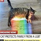 Brave Cat