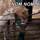 Brommm Nom Nom