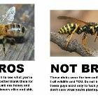 Bros Or Not