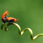 Bug Style