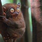 Buggy Eyes