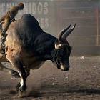 Bull Riding Monkey