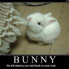 Bunny
