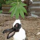 Bunny Knows Whats Good