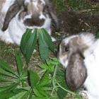Bunny Snacks