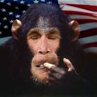Bush Monkey