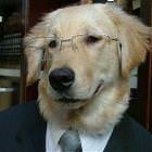 Business Dog