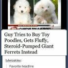Buying A Poodle